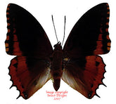 Charaxes eudoxus (RCA)